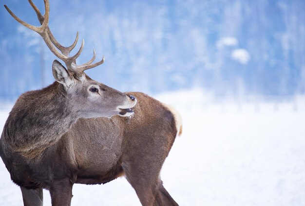 Hirsche auf einem schneebedeckten Feld