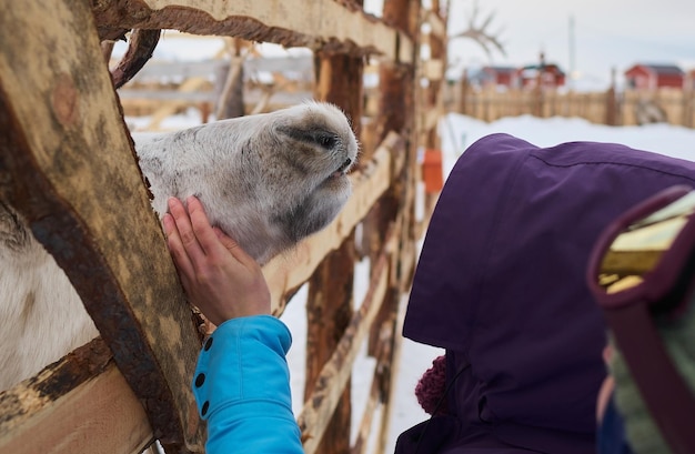 Hirsche, die im Winter aus einem Wildtierzoo geschossen wurden