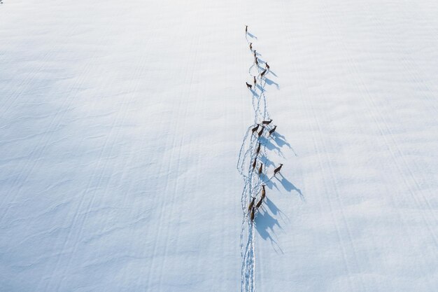 Hirsche gehen durch ein verschneites Feld in einem geschützten Wald frei und stolz Hirsche Hochwinkelfoto