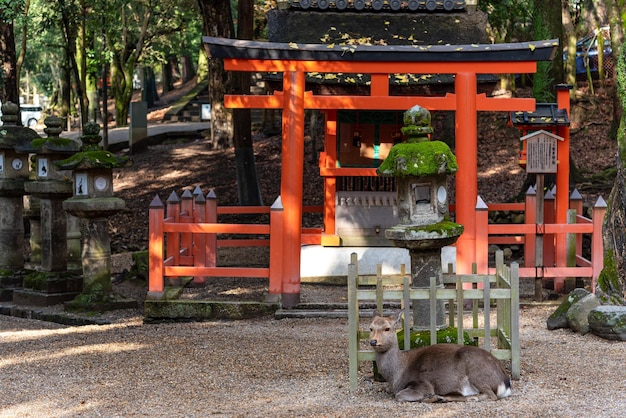 Hirsche im Kasuga-Großen Schrein im Nara-Park