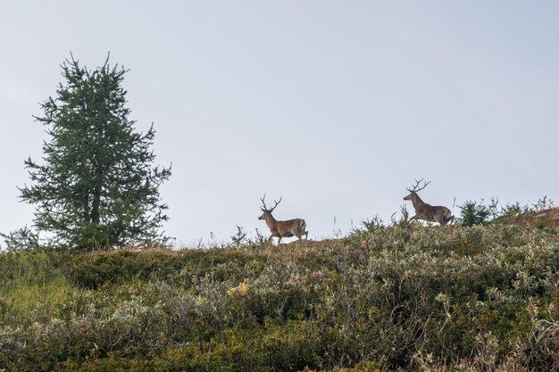 Foto hirsche im tal von sussa, piemonte, italien