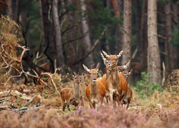 Foto hirsche im wald