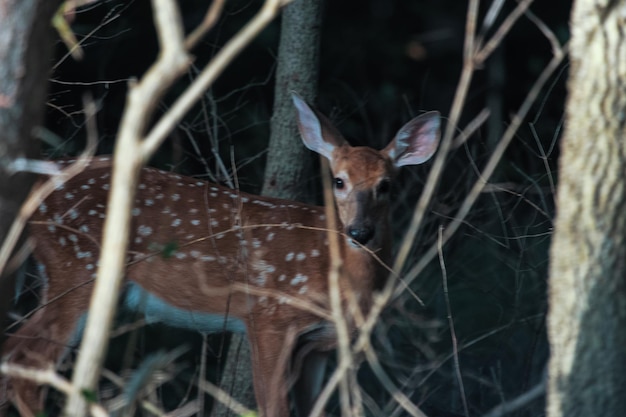 Foto hirsche im wald