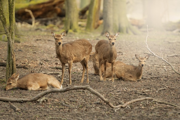 Hirsche im Wald