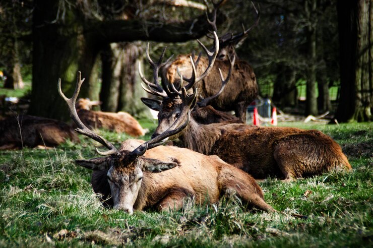 Foto hirsche im wald