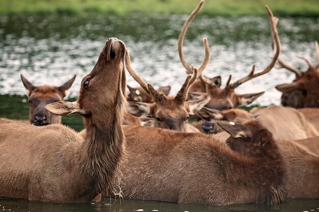 Foto hirsche in einem see