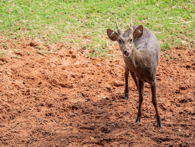 Hirsche sind wunderschöne Tiere