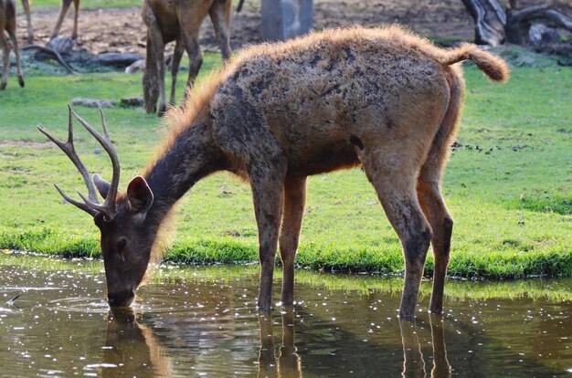 Foto hirsche trinken wasser am flussufer