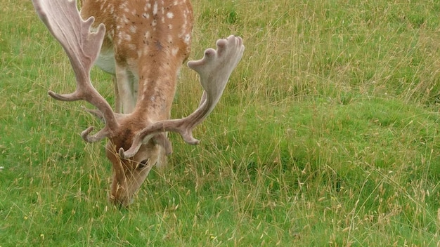 Foto hirsche weiden in einer grasbewachsenen landschaft