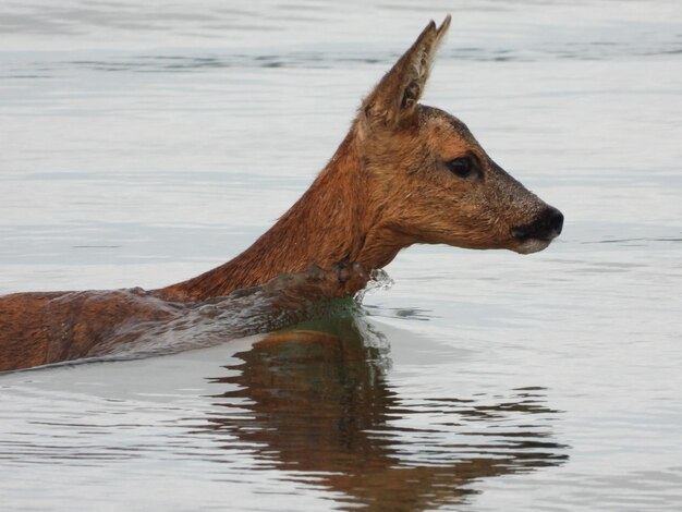 Foto hirschen schwimmen