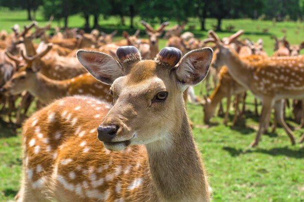 Hirschfarm wilde Tiere, die an einem Sommertag weiden