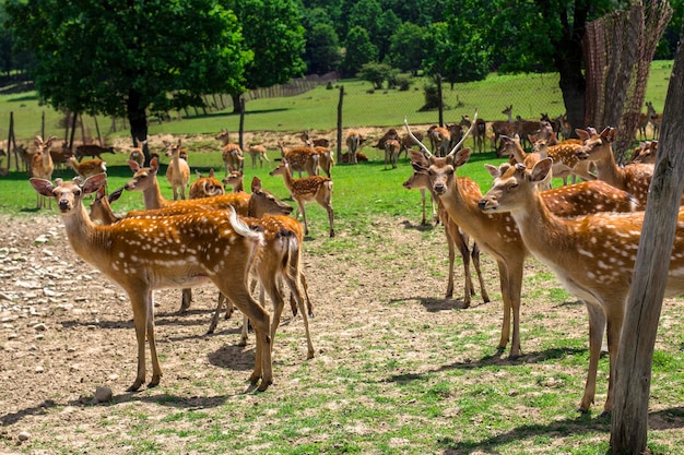 Hirschfarm wilde Tiere, die an einem Sommertag weiden