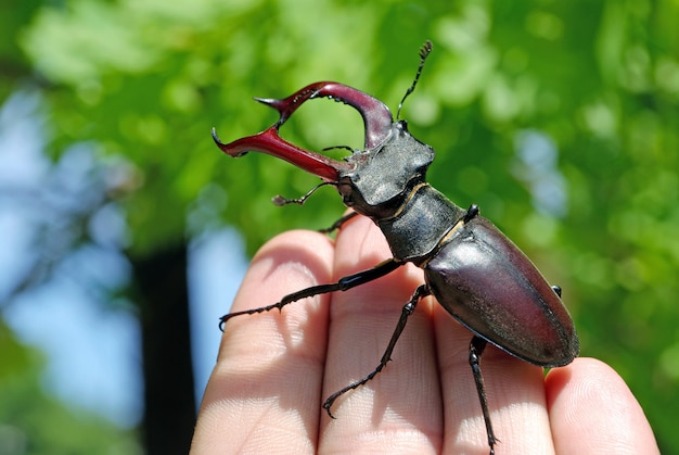 Hirschkäfer auf der Hand