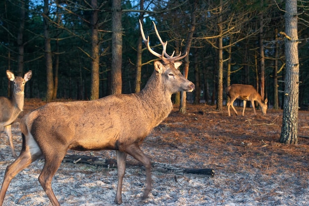 Hirschmännchen mit großem Geweih im Naturpark Foto der Tierwelt