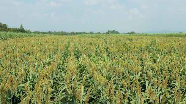 Hirsefeld, Monokultursorghumplantage, die Landschaft bewirtschaftet