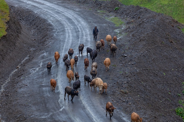 Hirte und Kühe auf einer Bergstraße in Georgia, Datvijvari-Schlucht