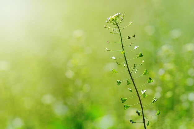 Hirtenbörse, Capsella bursa pastoris, Blume der Hirtenbörse.