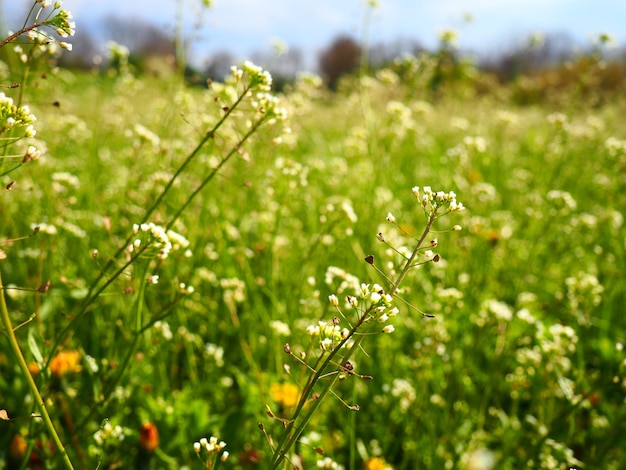 Hirtentäschelpflanze auf der Wiese Capsella bursapastoris Wiese oder Feld Blühendes Feld