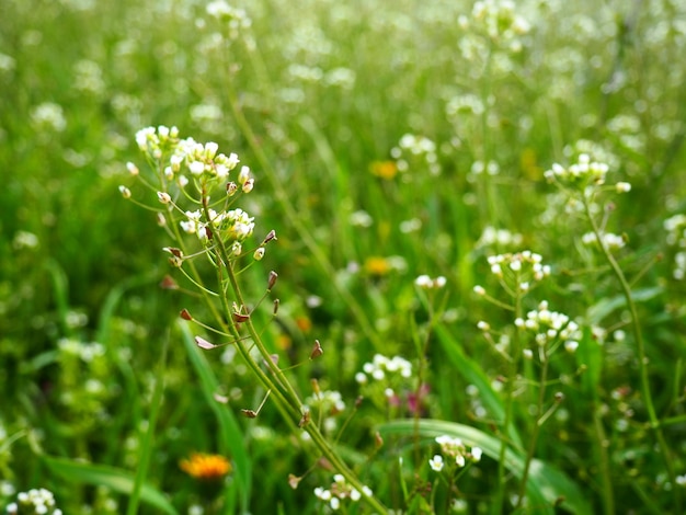 Hirtentäschelpflanze auf der Wiese Capsella bursapastoris Wiese oder Feld Rasen im Wald Blühende Feldgräser Blühende wilde Wiese oder Weide Frisches grünes Gras im Frühling Weiße Blumen