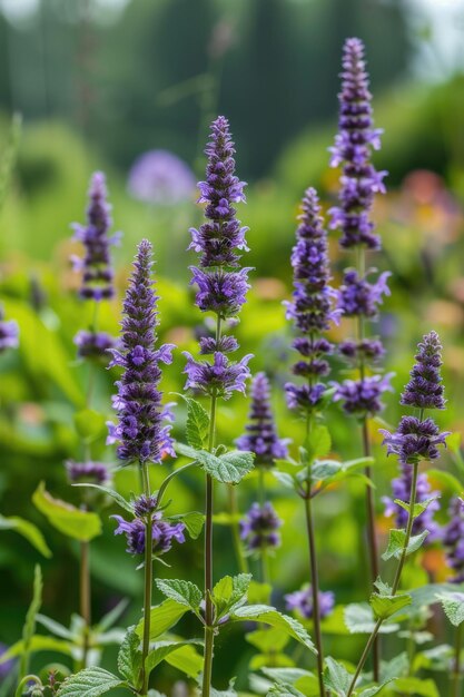 El hisopo de anís Explorando la belleza natural de la flora botánica en la horticultura y la horticultura