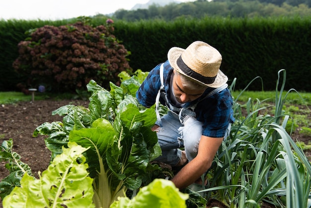 Hispanischer Mann Gemüsegarten. Mangold aus dem Garten ernten.