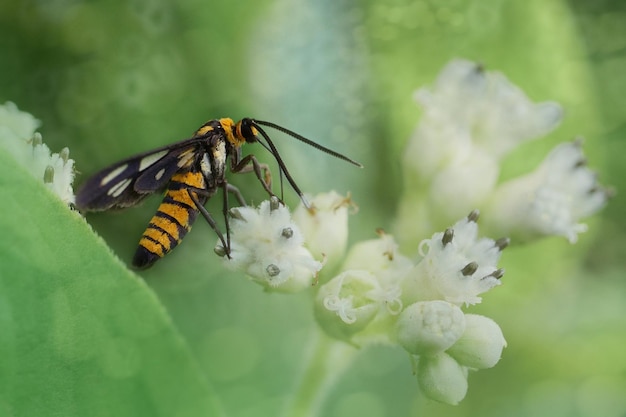 Foto historia de la naturaleza, insecto entre nosotros.