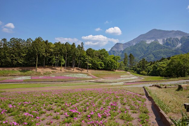 Foto hitsujiyama park in shibazakura hill chichibu city, präfektur saitama, japan