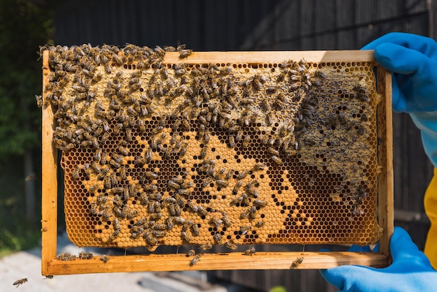 Hive-Rahmen, bedeckt mit Bienen und Honigstock-Makroschuss