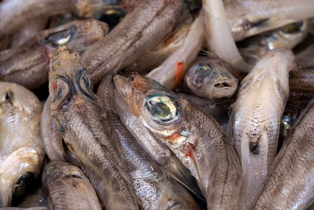 Foto hlorophthalmus agassizi nariz curto olho verde peixe fresco frutos do mar em ortigia syracuse mercado de peixe da sicília itália