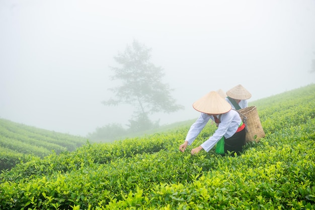 Hmuong arbeitet auf einer Grünteeplantage am Long Coc Teeberg in der Provinz Phu Tho, Vietnam