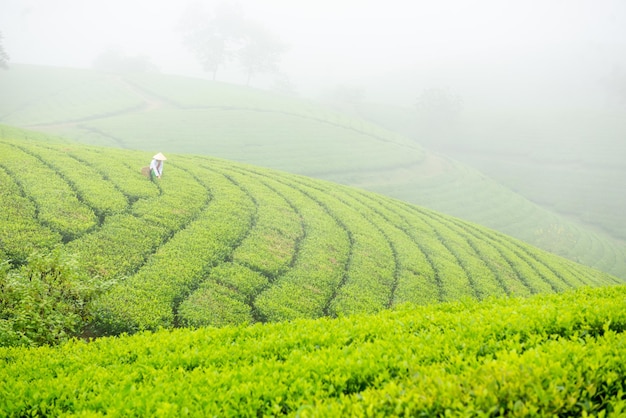 Hmuong arbeitet auf einer Grünteeplantage am Long Coc Teeberg in der Provinz Phu Tho, Vietnam