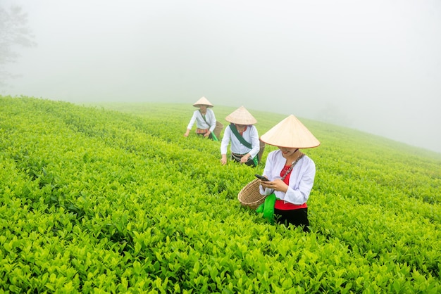 Hmuong trabalhando em uma plantação de chá verde na montanha de chá Long Coc, província de Phu Tho, Vietnã