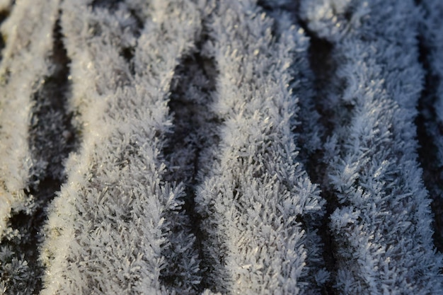 Hoarfrost auf der Oberfläche des Baumstamms Wintermorgen Tau und Gefrieren