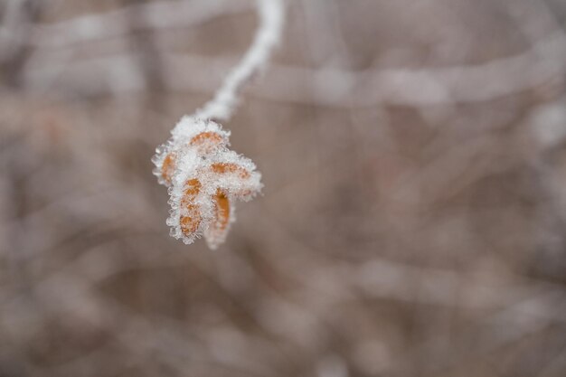 Hoarfrost em cima de folhas amarelas laranja. Folhas congeladas durante um dia gelado e gelado. Fechar-se