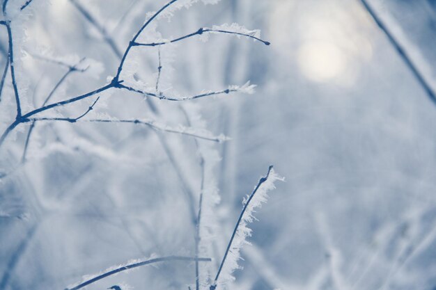 Hoarfrost em galho de árvore