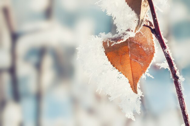 Hoarfrost nas árvores na floresta de inverno. Imagem macro. Filtro vintage