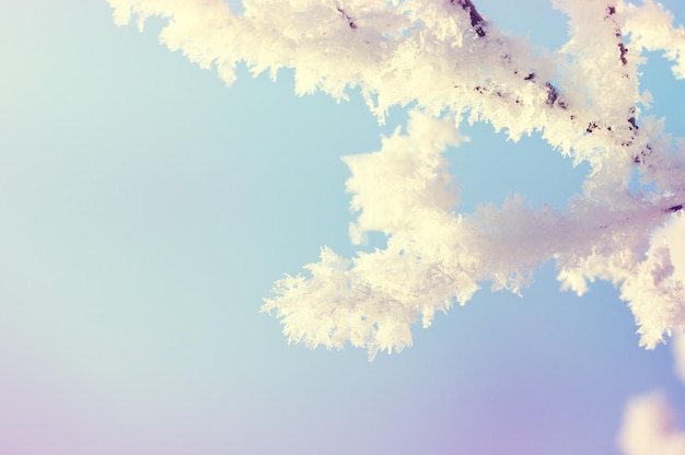 Hoarfrost nas árvores na floresta de inverno. Imagem macro, foco seletivo, filtro vintage