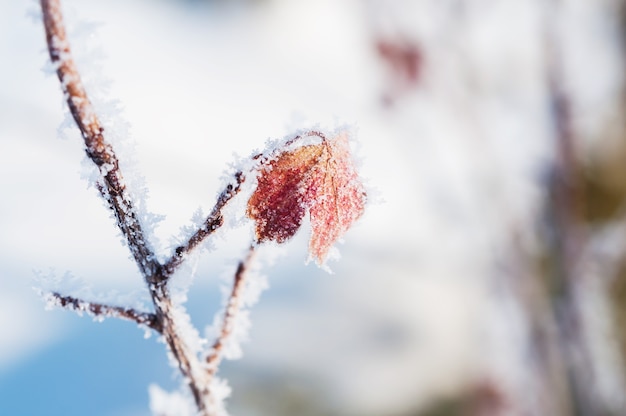 Hoarfrost nas árvores na floresta de inverno. Imagem macro, pequena profundidade de campo