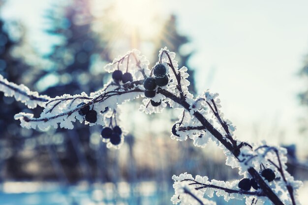 Hoarfrost nas plantas na floresta de inverno. imagem macro, filtro vintage.