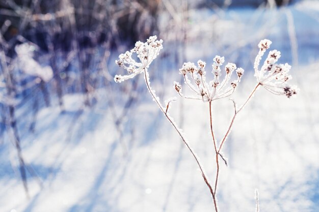 Hoarfrost nas plantas na floresta de inverno. Imagem macro, foco seletivo. Filtro vintage. Bela natureza de inverno