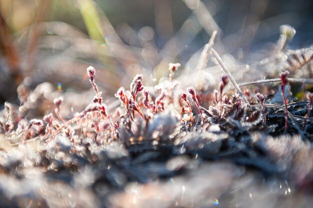 Hoarfrost nas plantas na floresta de outono. imagem macro, profundidade de campo rasa. fundo de bela natureza