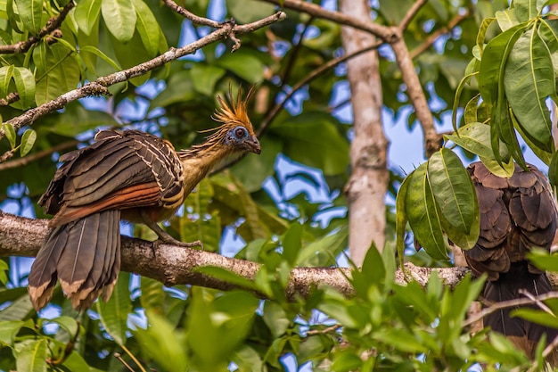 Hoatzin se sienta en la rama de un árbol y mira a otro pájaro.