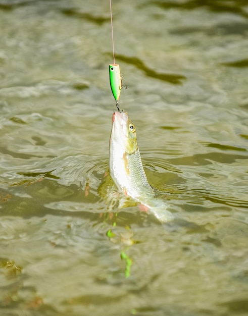 Hobby e atividade esportiva boa captura pesca com mosca truta recreação e lazer impasse ao ar livre e desesperança cair na armadilha peixe no anzol isca de truta pegar peixe pescar no lago