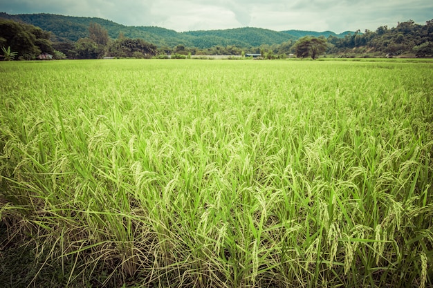 hoch siedend mit grüner Landschaft und Vintage-Effekt