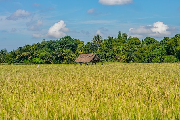 Hochburg inmitten eines wunderschönen grünen Reisfeldes in Tabanan, Bali Premium-Foto