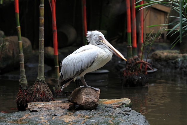 Hochfliegender weißer Pelikan, Wildwasservogel.