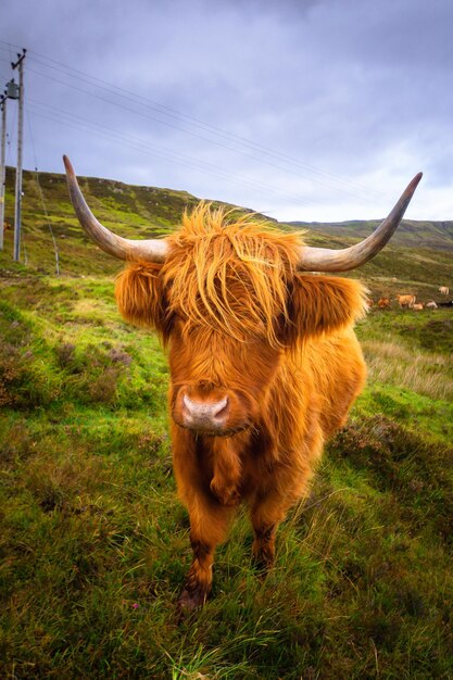 Hochlandkühe auf der Insel Skye