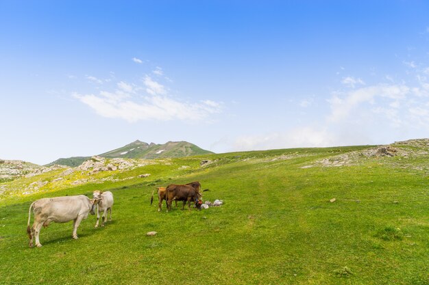 Hochlandkühe auf einem Feld, Artvin, Türkei