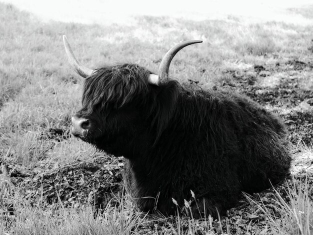 Foto hochlandkühe auf einem feld