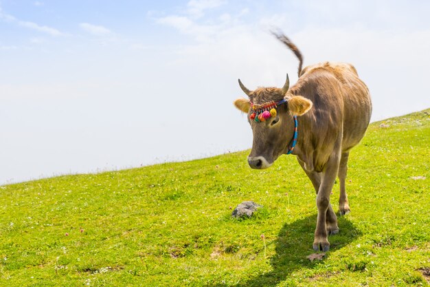 Hochlandkuh auf einem Feld, Artvin, Türkei